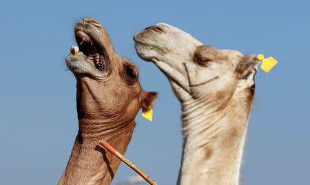 A camel trader uses force to move a camel to put it for sale at the Birqash Camel Market, ahead of Eid al-Adha or Festival of Sacrifice, on the outskirts of Cairo, Egypt August 17, 2018. REUTERS/Amr Abdallah Dalsh