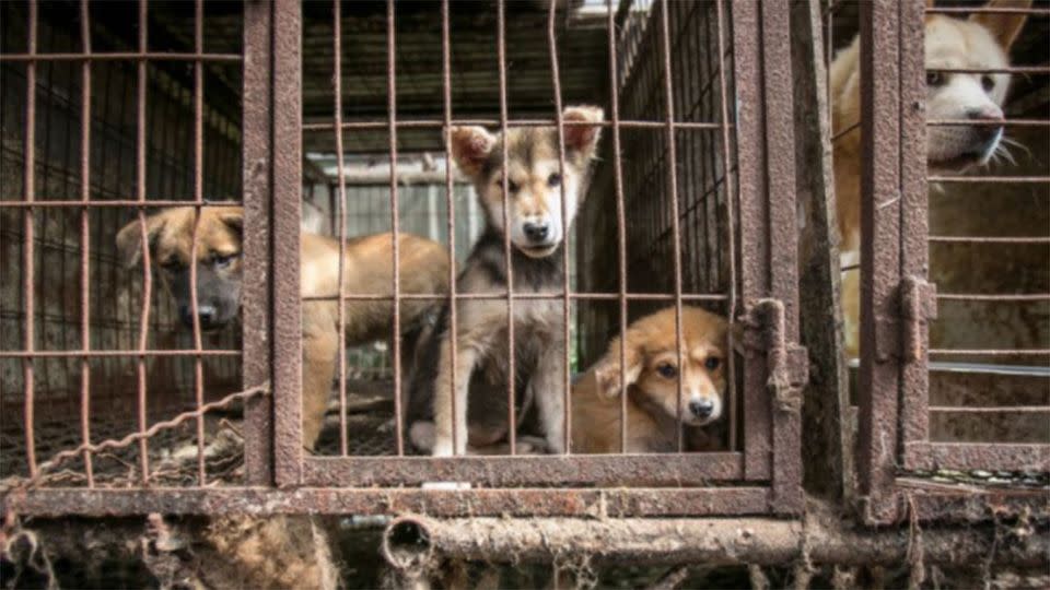 More than 170 dogs were saved from a meat farm in South Korea. Photo: Humane Society International/UK