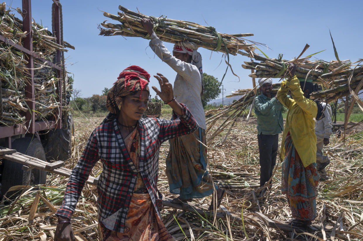 Trabajadores de la caña de azúcar cargan un camión para su transporte a un molino en el distrito de Satara del estado de Maharastra, India, el 29 de marzo de 2023. (Saumya Khandelwal/The New York Times).