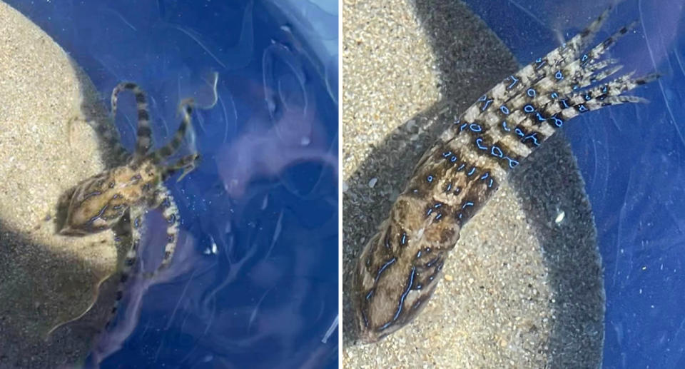 The blue ringed octopus inside the bucket. 