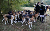 Dog handlers attend a briefing with the pack of hounds before the start of a roe dear-hunt in the Chantilly royal estate forest, north of Paris, France, October 12, 2016. Picture taken October 12, 2016. REUTERS/Jacky Naegelen