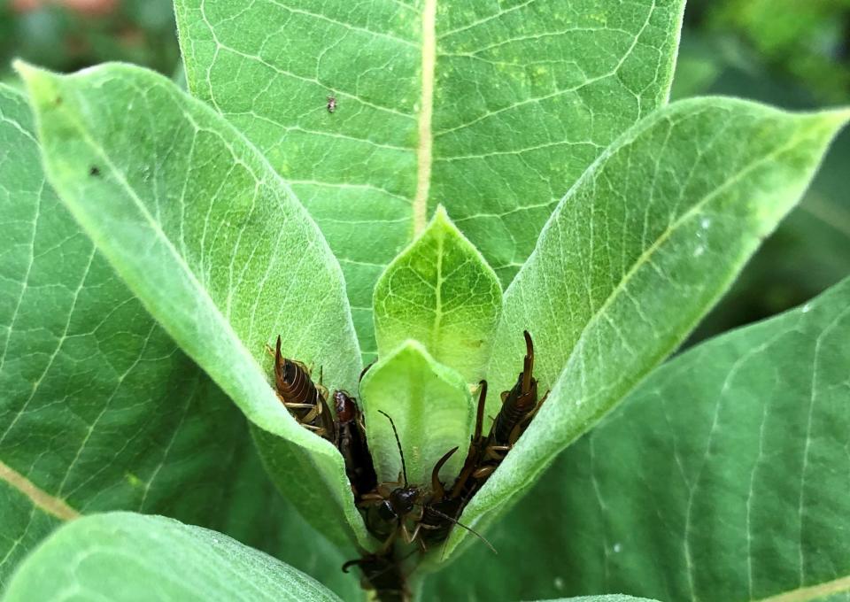 Earwigs huddle in the top leaves of a milkweed plant.