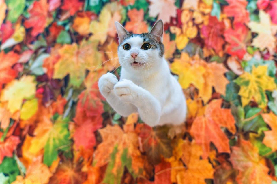 A cat pops out of autumn leaves.