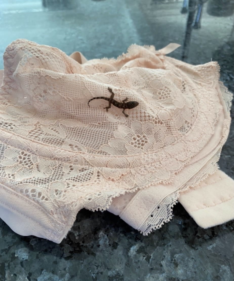 Gecko on a bra