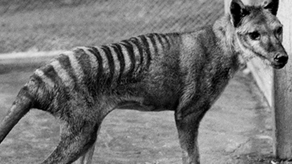 Odds that Tasmanian tigers are still alive are 1 in 1.6 trillion