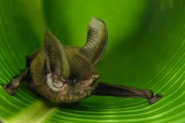 PHOTO: Madagascar Sucker-footed Bat (Myzopoda aurita). The Madagascar Sucker-footed Bat belongs to an ancient family of bats that is found only on Madagascar. (Chien C. Lee/Chien Lee Photography)