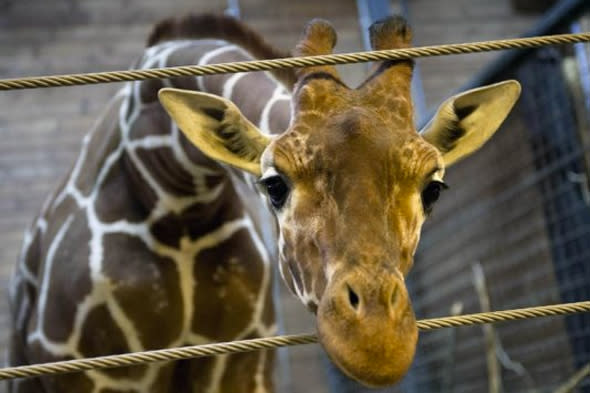 marius giraffe saved by president at danish zoo