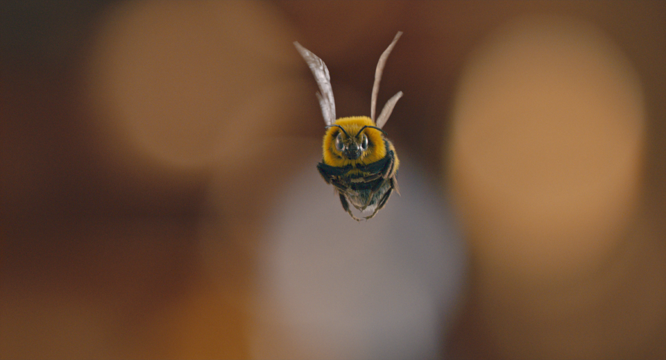 Man Vs Bee (Netflix)