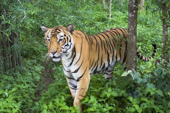 Tiger snatches woman away in front of husband in India