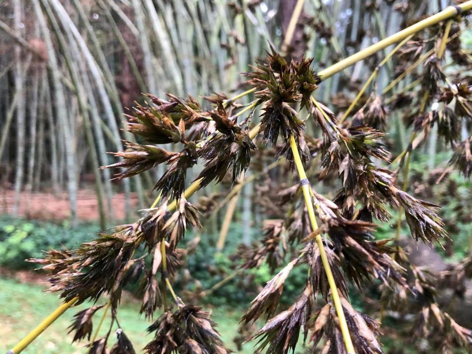 Bamboo seeds bunch in Chester, Va.
