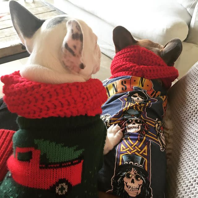 Lady Gaga's Dogs Were Stolen: See Photos of the Singer's French Bulldogs Asia, Koji and Gustav