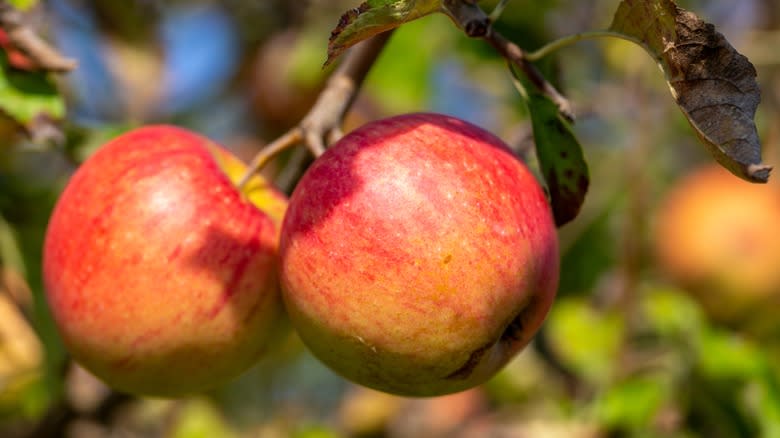 Baldwin apples on tree