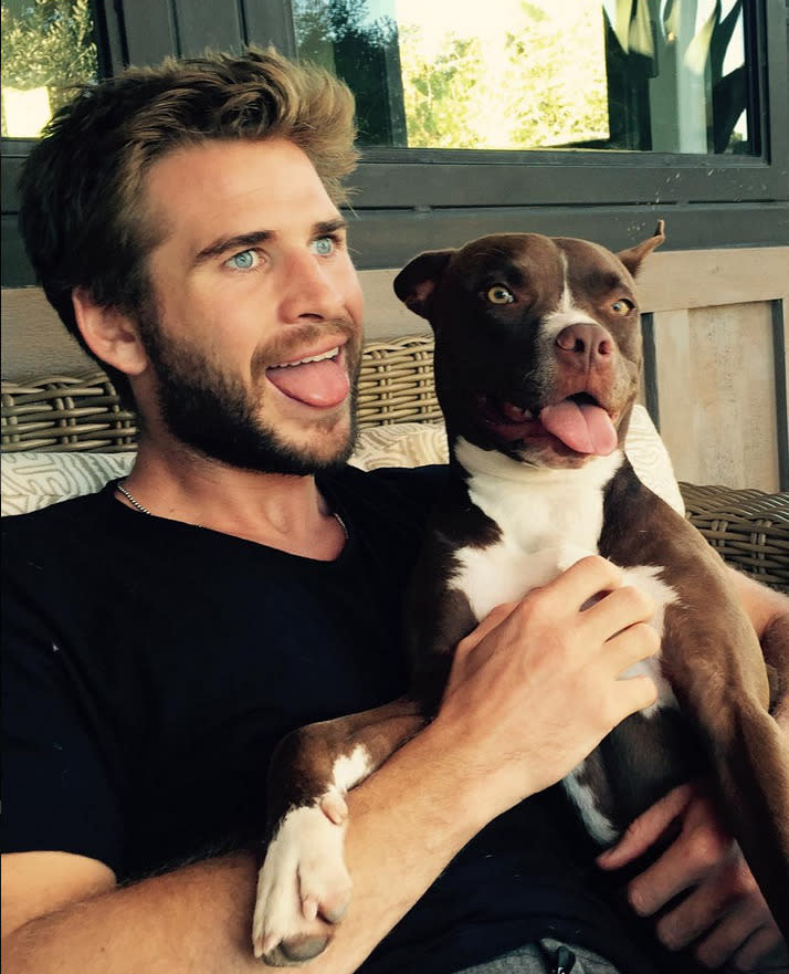 … dass er mitunter bemerkenswerte Ähnlichkeit mit seiner Hündin aufweist. Hin und wieder allerdings … (Bild: Instagram/Liam Hemsworth)