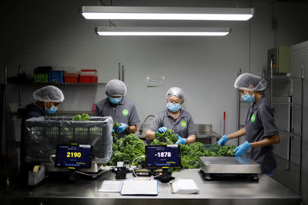 Kale grown in Sustenir Agriculture's indoor farm are packed for delivery in Singapore May 24, 2019. REUTERS/Edgar Su