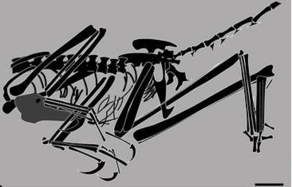 A diagram shows the position of the bones in the fossil