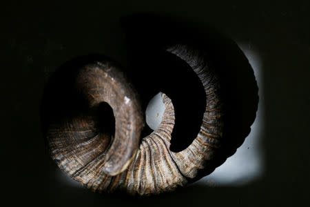 A ram's horn is seen in the workshop of Robert Weinger, a Jewish Shofar, ram's horn, maker in Rishon Lezion, Israel, February 27, 2018. Picture taken February 27, 2018. REUTERS/Amir Cohen