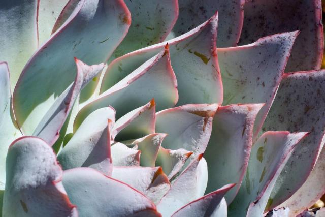 This Echeveria cante belongs to Arroyo Grande gardener Rob Skillin, a member of the Central Coast Cactus and Succulent Society who collects exotic specimens. The group holds its annual show and sale on May 27 and 28, 2023, in Nipomo.