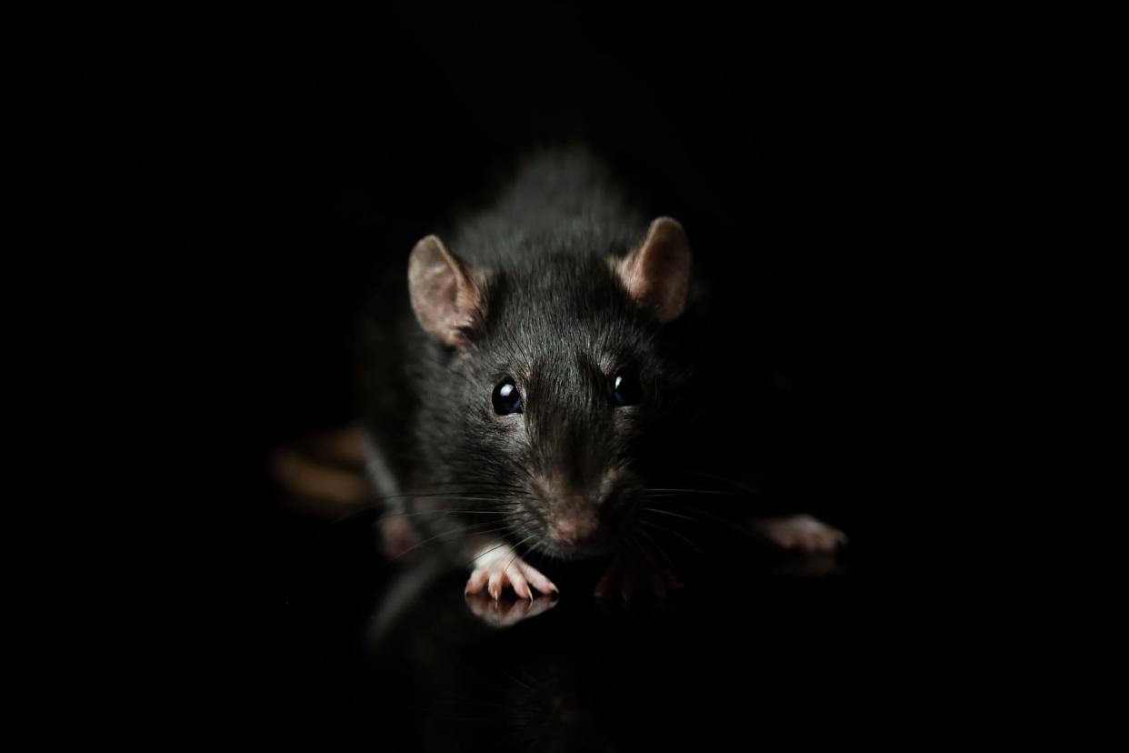 A rat crawling forward out of a dark black background