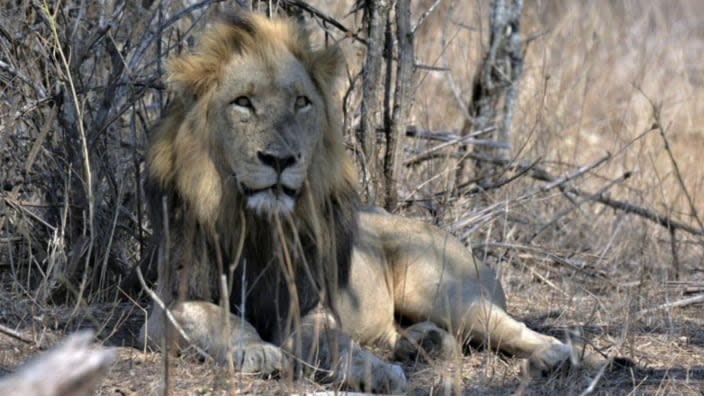 A lion lies in the Kruger National Park in South Africa. National parks in Africa, home to thousands of wildlife species, are increasingly threatened by below-average rainfall and new infrastructure projects, stressing habitats and the species that rely on them. (Photo: Kevin Anderson/AP, File)