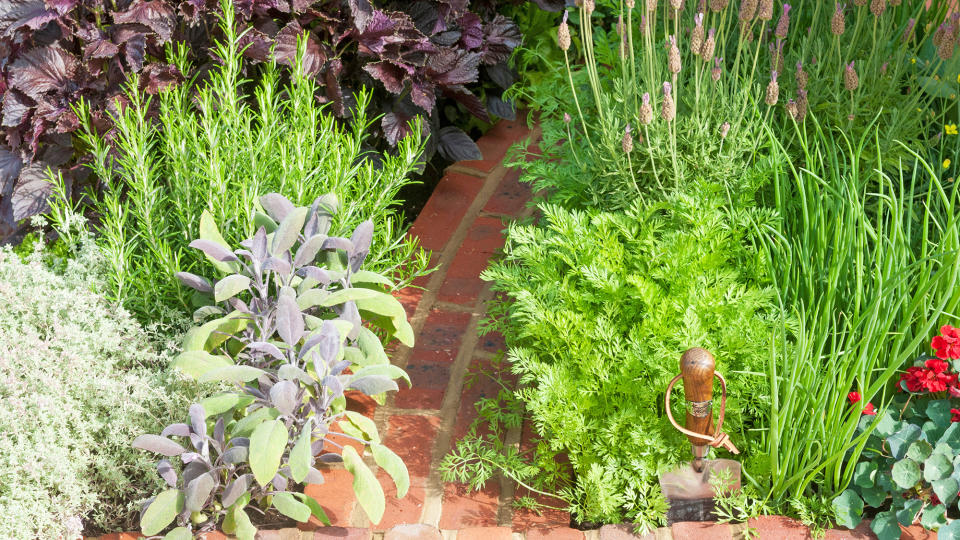 Incorporate herbs into your vegetable garden