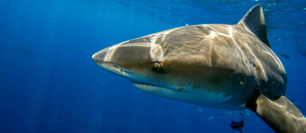 Trois attaques de requin, non provoquées par l'homme, ont été mortelles en Australie en 2021.  - Credit:JOSEPH PREZIOSO / ANADOLU AGENCY / Anadolu Agency via AFP