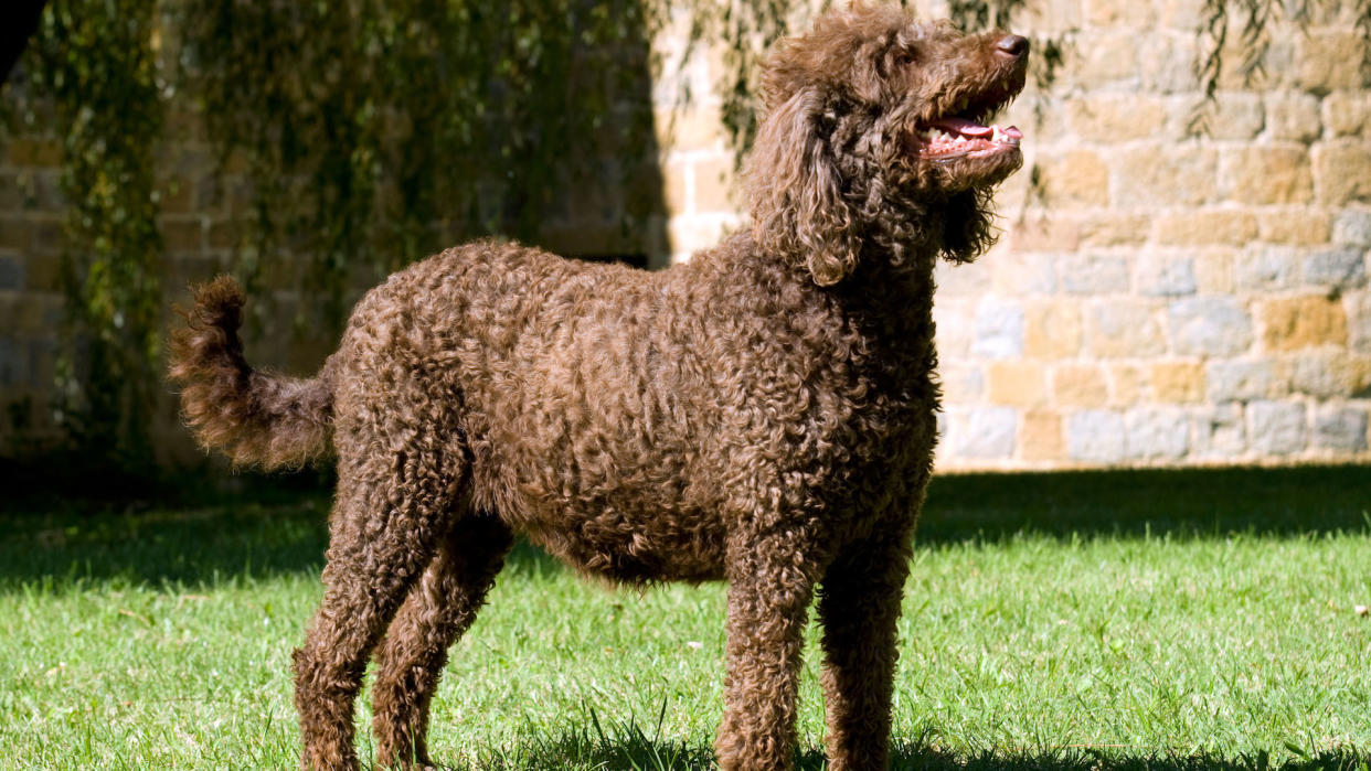 Brown poodle