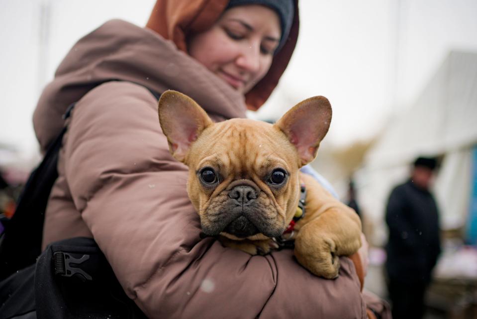 The French Bulldog is the second most popular dog breed in the United States, according to new research by PetLab.