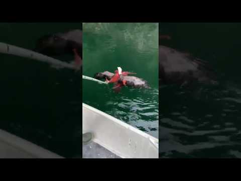 Giant Pacific Octopus vs. Eagle