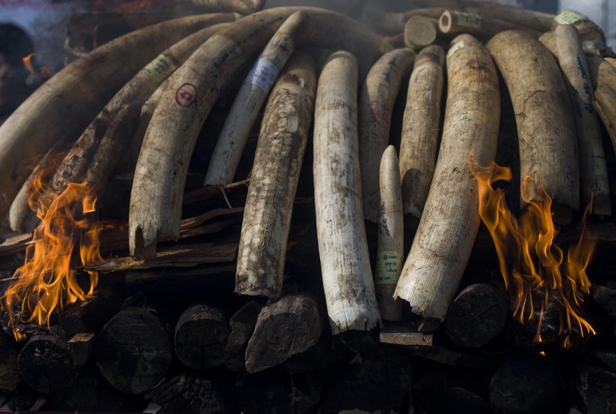 <span class="caption">Burning confiscated elephant ivory and animal horns in Myanmar's first public display of action against the illegal wildlife trade, Oct. 4, 2018.</span> <span class="attribution"><a class="link " href="https://www.gettyimages.com/detail/news-photo/elephant-ivory-and-animal-horns-burn-during-a-ceremony-to-news-photo/1045308816?adppopup=true" rel="nofollow noopener" target="_blank" data-ylk="slk:Ye Aung Thu/AFP via Getty Images;elm:context_link;itc:0;sec:content-canvas">Ye Aung Thu/AFP via Getty Images</a></span>