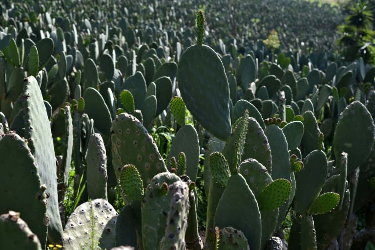 Believed by some to have healing powers, the prickly pear cactus is also used in blood pressure medications, anti-hair loss shampoos, skin creams and diet juices