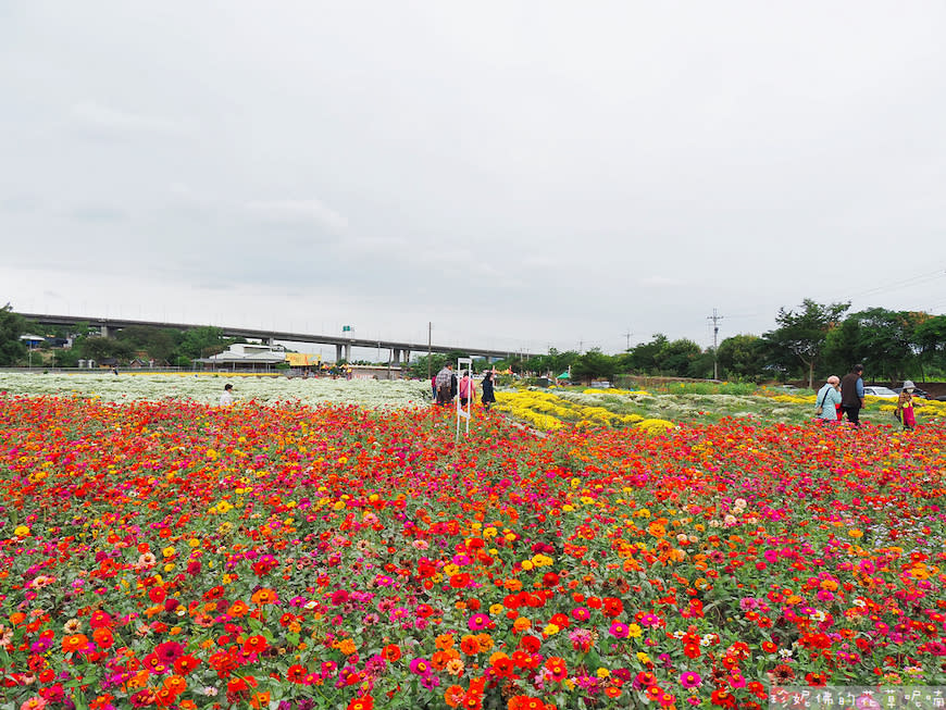 2023銅鑼杭菊芋頭節