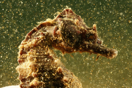 A seahorse is seen during a dive in the village of Stratoni near Chalkidiki, Greece, September 23, 2016. Vasilis Mentogiannis/Handout via REUTERS