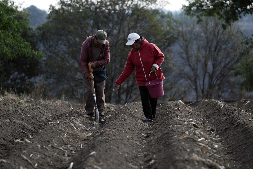 Husband and wife Gumersindo Roque and Ines Castro plant corn on their land located near the Popocatépetl volcano, which is spewing ash, in Santiago Xalitzintla, Mexico, Wednesday, May 24, 2023. (AP Photo/Marco Ugarte)