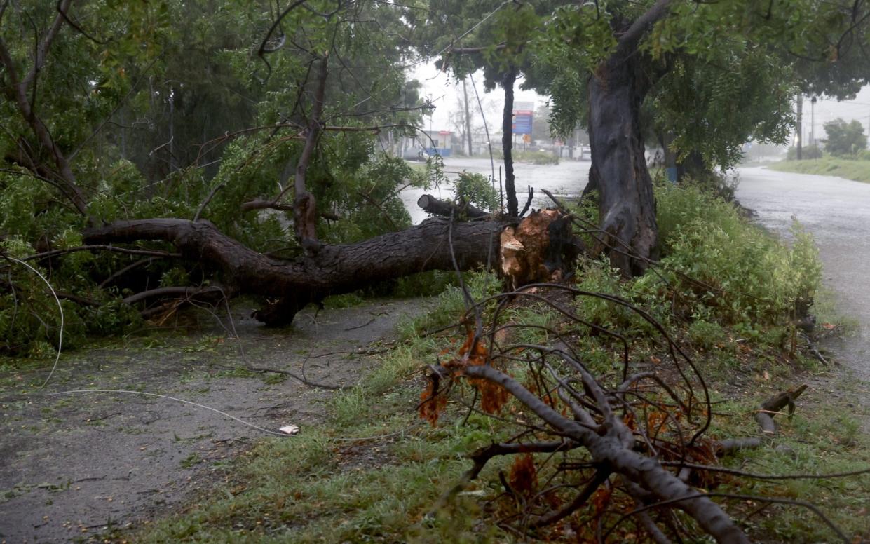 A tree lies in the road after Beryl passed through Kingston, Jamaica