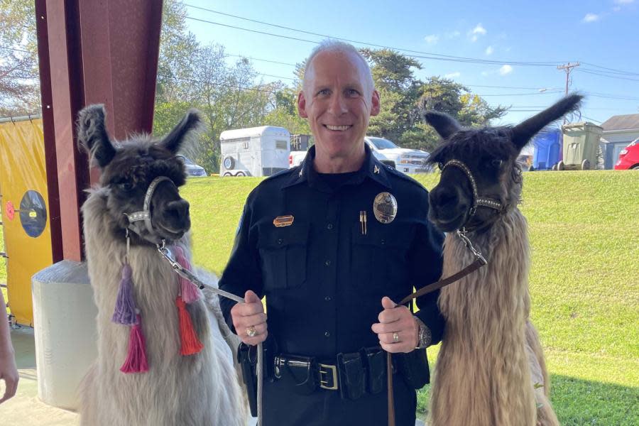 Hendersonville Police Chief Blair Myhand with last year's popular Ellaberry Farm llamas.