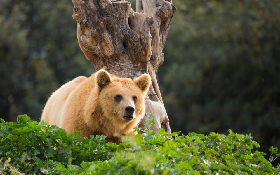 Yes, there are bears in Greece - Getty