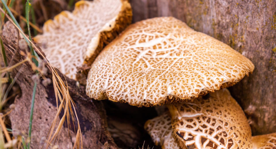 Poisonous mushroom 'Lepiota brunneoincarnata' 