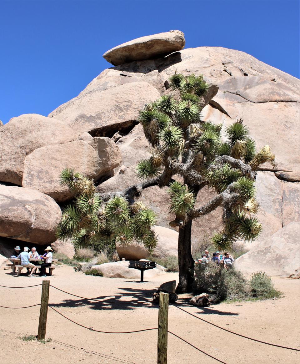 Joshua Tree has a lot to offer across 800,000 acres of desert and wildlife.