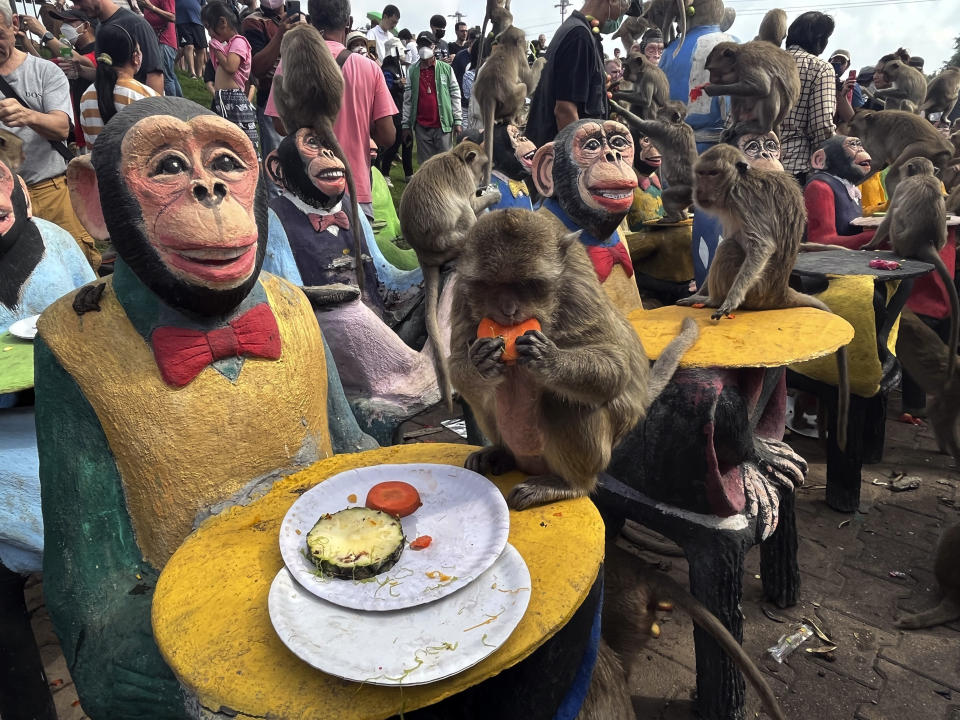 Monkeys enjoy fruit during monkey feast festival in Lopburi province, Thailand. Sunday, Nov. 27, 2022. The festival is an annual tradition in Lopburi, which is held as a way to show gratitude to the monkeys for bringing in tourism. (AP Photo/Chalida EKvitthayavechnukul)