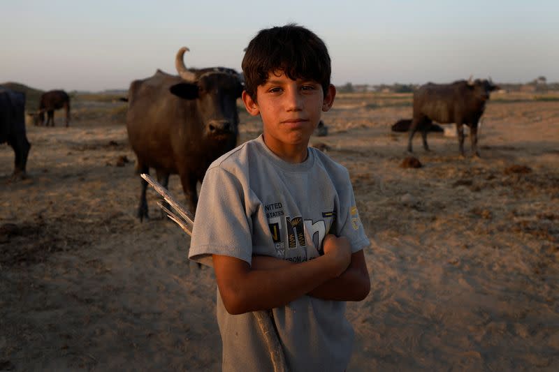 The Wider Image: Drought imperils Iraq's water buffalo and a child's way of life