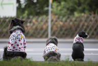 <p>Bei der zweiten Etappe der Tour de France warten drei zurechtgemachte Hunde am Straßenrand auf vorbeifahrende Athleten. (Bild: Friso Gentsch/dpa via AP) </p>