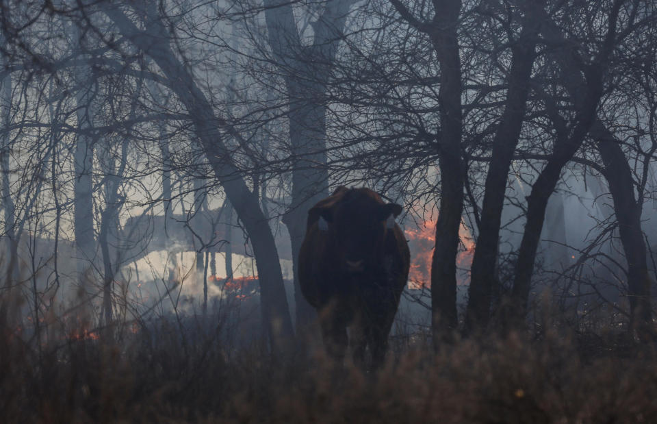 A cow stands near a spot fire, likely from one of the recent deadly wildfires, fueled by high winds near Canadian, Texas, U.S., March 2, 2024. / Credit: Leah Millis / REUTERS