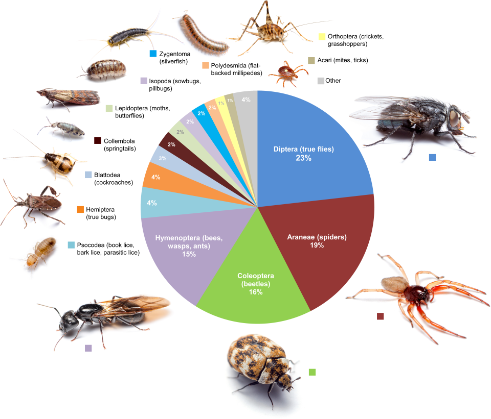 arthropods