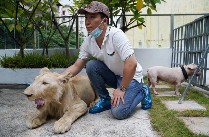 Confiscated pet lion reunited with owner in Cambodia