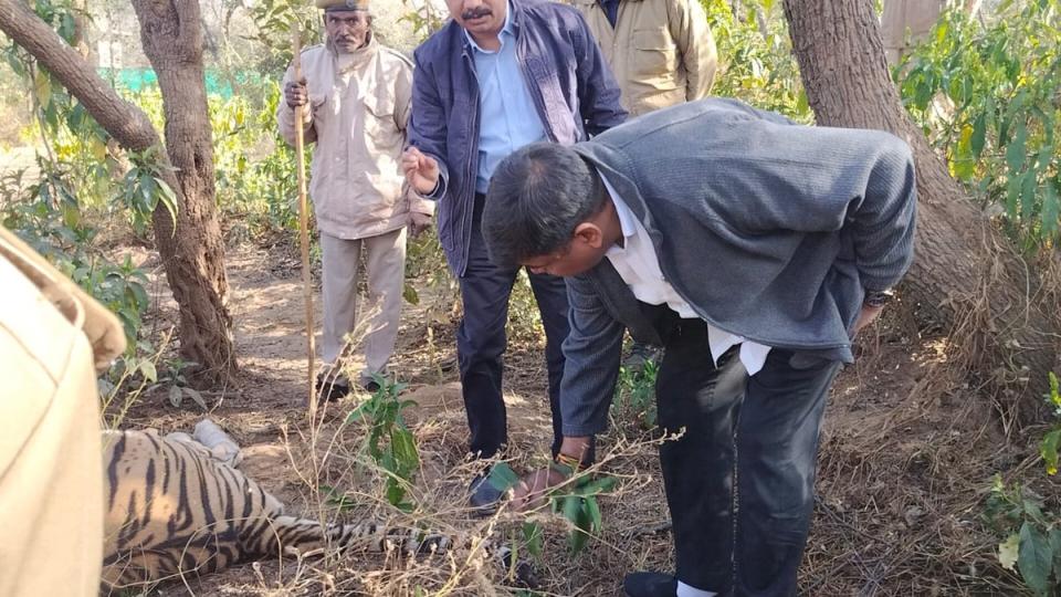 Officials in Sariska tiger reserve inspect the remains of ST-2 in India’s Rajasthan (Sourced/ The Independent)