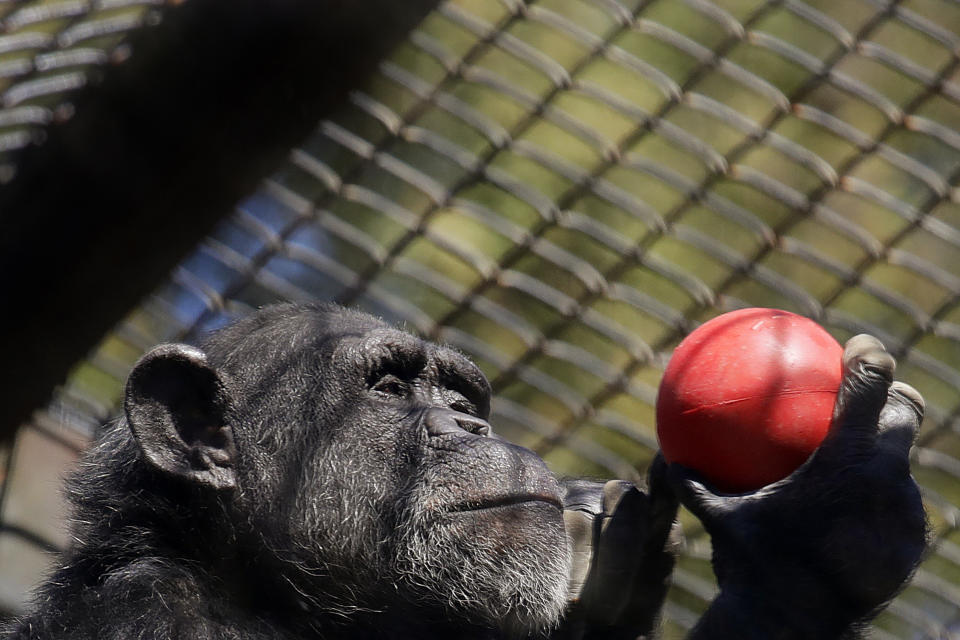 A chimpanzee holds an enrichment treat at the Oakland Zoo in Oakland, Calif., on April 14, 2020. Zoos and aquariums from Florida to Alaska are struggling financially because of closures due to the coronavirus pandemic. Yet animals still need expensive care and food, meaning the closures that began in March, the start of the busiest season for most animal parks, have left many of the facilities in dire financial straits. (AP Photo/Ben Margot)