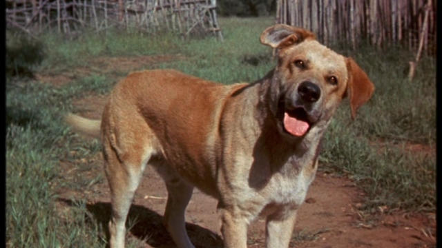 All Dogs Go to Heaven (1989) - IMDb