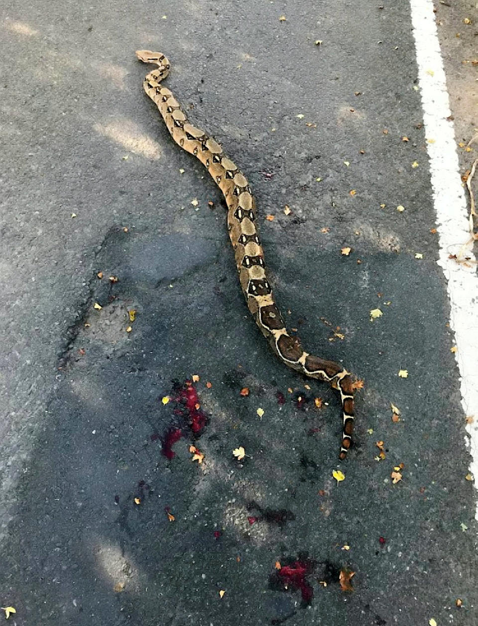 The abandoned Boa constrictor.  The RSPCA believes that a quiet country lane could be being used as a dumping ground for unwanted pet snakes.  See SWNS story SWMDsnakes.  It follows the discovery of an injured six-foot boa constrictor found by two motorists opposite a layby on Roden Lane at about 4pm last Friday (17 September). The body of another long-deceased reptile was also found nearby.  The drivers managed to safely block the boa in with their cars before calling the police, who then closed the road.  RSPCA inspector Claire Davey, along with the charity’s animal rescue officer Rachel Ward, who specialises in incidents involving exotic animals, attended the scene. The boa was bleeding from its jaw and was seen coughing up blood after most likely being hit by a car. The RSPCA officers managed to safely contain the reptile in a large duvet cover using a special pole with a hook on the end, before a local vet specialising in exotic animals arrived a short time later to take the snake for treatment. Diagnosed with a broken jaw and put on pain relief, it was initially thought the snake had a good chance of recovery, but the reptile sadly died later that night.  The body of another long-deceased, dried out snake of a similar size was also found nearby, and the RSPCA believes that both reptiles were deliberately abandoned in the area. 

 