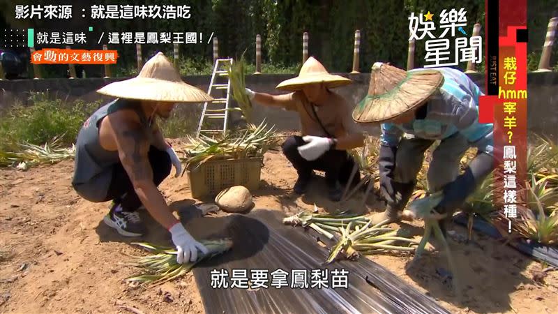 玖浩CP體驗種鳳梨。（圖／翻攝自就是這味-玖浩吃）