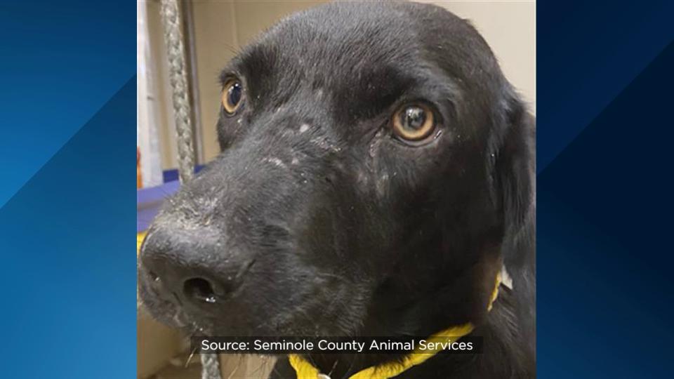 Seminole County Animal Services announced Friday that the shelter is over capacity and offering $5 dog adoptions to help make room.